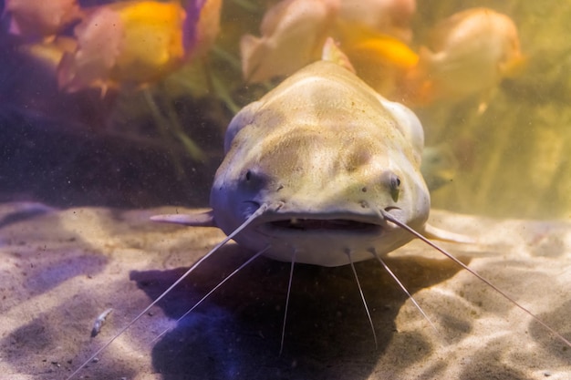 Foto close-up van vissen die in de zee zwemmen