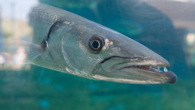 Foto close-up van vissen die in de zee zwemmen