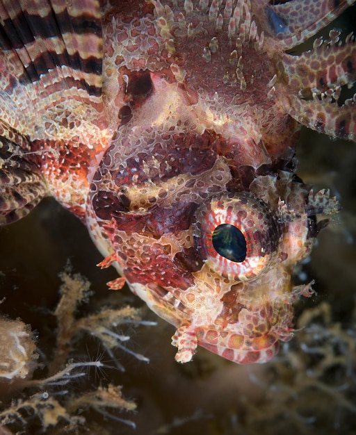 Foto close-up van vissen die in de zee zwemmen.