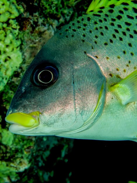 Foto close-up van vissen die in de zee zwemmen