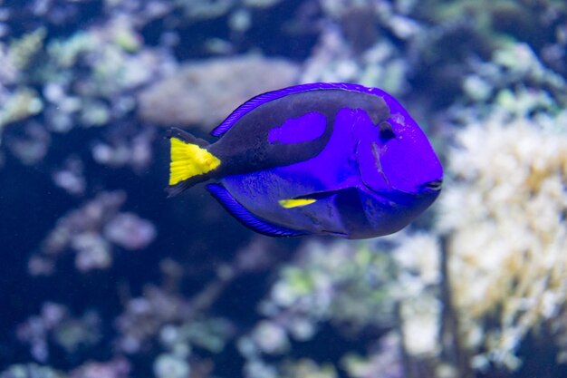 Foto close-up van vissen die in de zee zwemmen