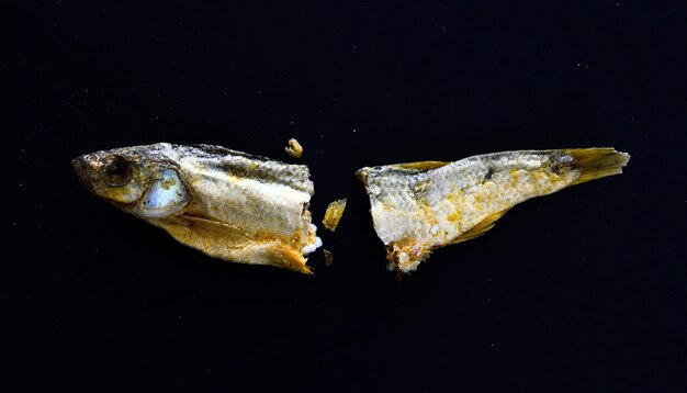 Foto close-up van vissen die in de zee zwemmen