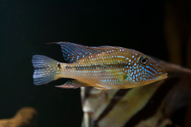 Foto close-up van vissen die in de zee zwemmen