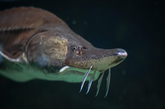 Foto close-up van vissen die in de zee zwemmen