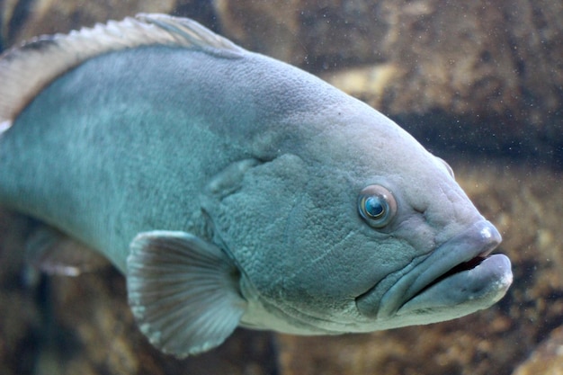 Foto close-up van vissen die in de zee zwemmen