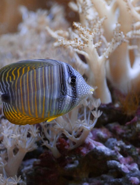 Foto close-up van vissen die in de zee zwemmen