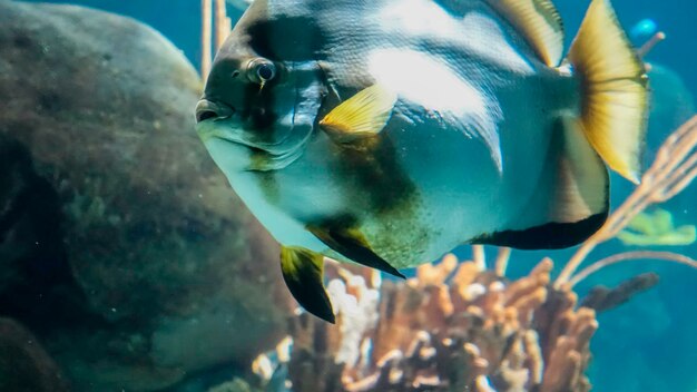 Foto close-up van vissen die in de zee zwemmen