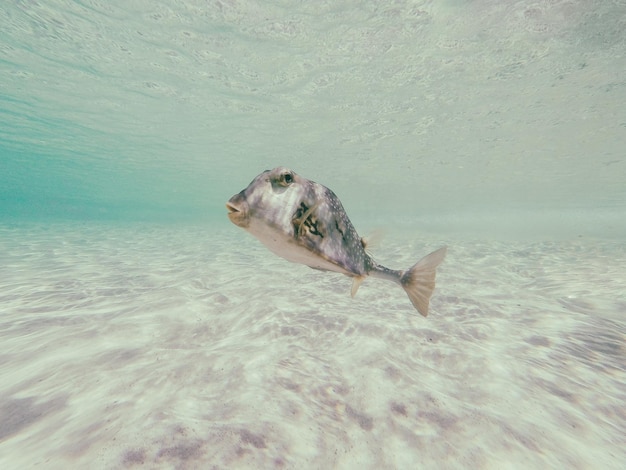 Close-up van vissen die in de zee zwemmen