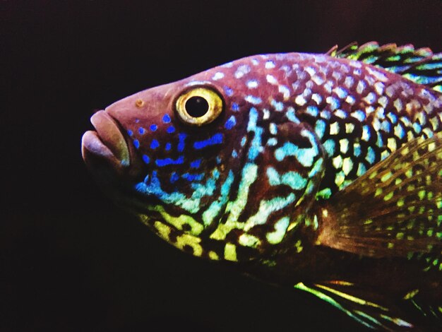 Close-up van vissen die in een aquarium zwemmen