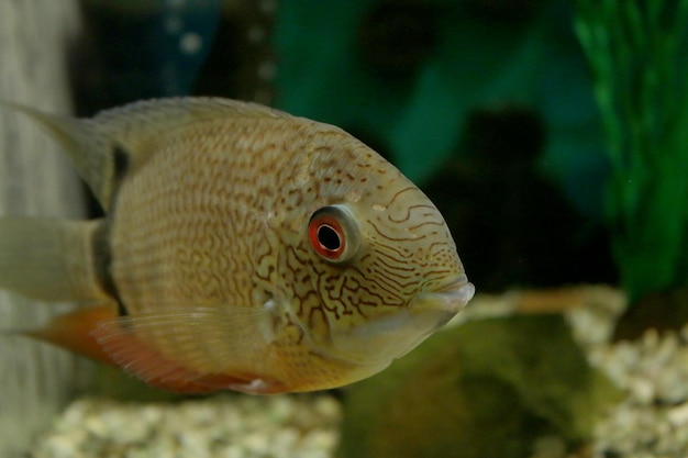 Close-up van vissen die in een aquarium zwemmen