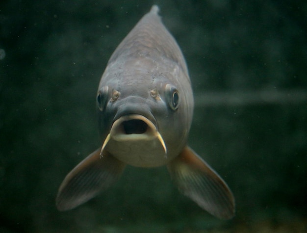 Foto close-up van vissen die in een aquarium zwemmen