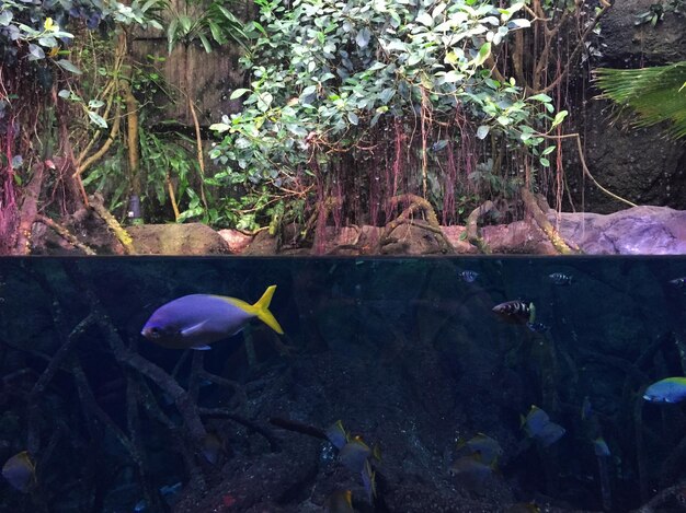 Foto close-up van vissen die in een aquarium zwemmen