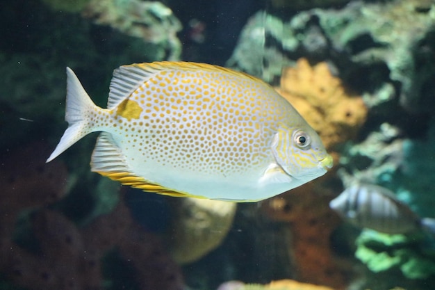 Foto close-up van vissen die in een aquarium zwemmen