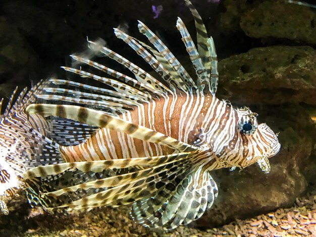 Foto close-up van vissen in de zee