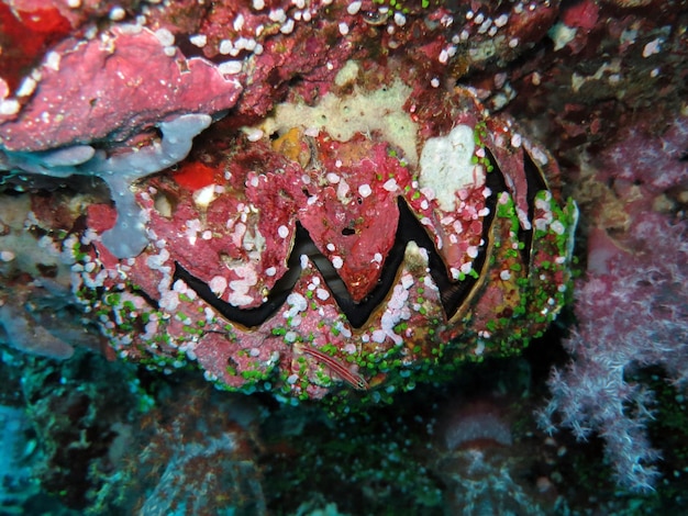 Foto close-up van vissen in de zee