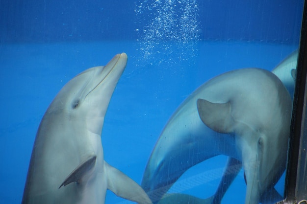 Foto close-up van vissen in een aquarium