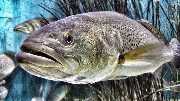 Foto close-up van vissen in een aquarium