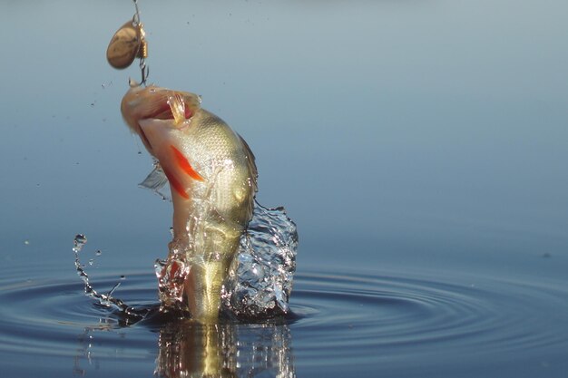 Foto close-up van vissen in het water