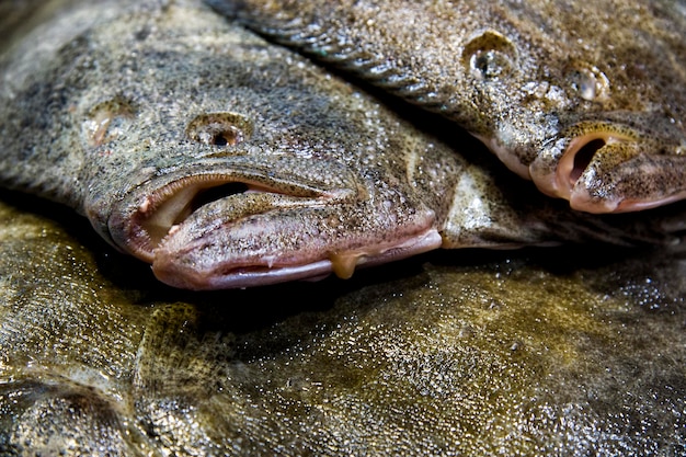 Close-up van vissen in het water
