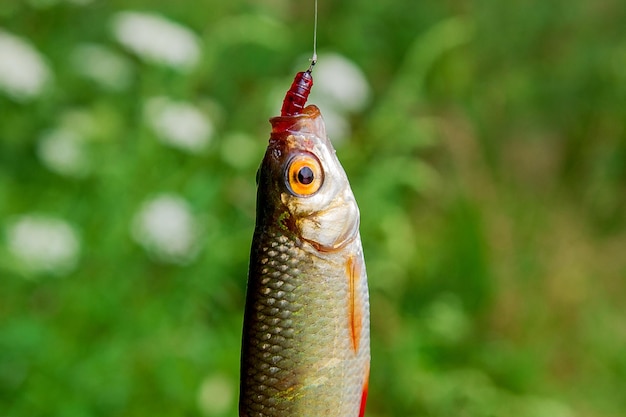 Foto close-up van vissen