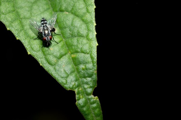 Close-up van vlieg op blad