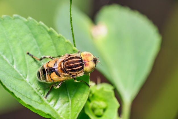 Close-up van vlieg op een blad