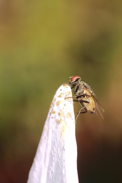 Foto close-up van vlieg op hout