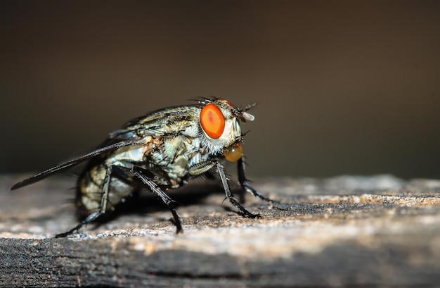 Close-up van vlieg op hout