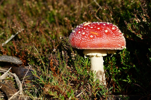 Close-up van vliegagarische paddenstoel op het veld