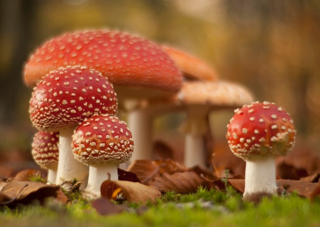 Foto close-up van vliegagarische paddenstoel op het veld