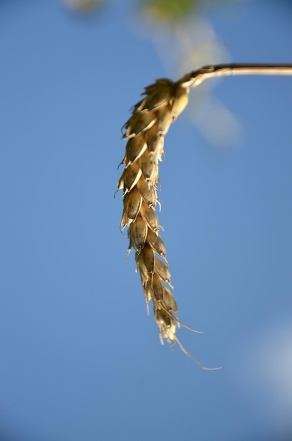 Foto close-up van vliegen tegen de lucht