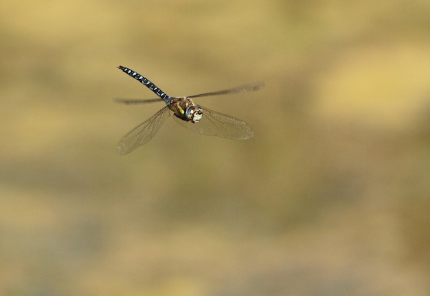 Foto close-up van vliegende insecten