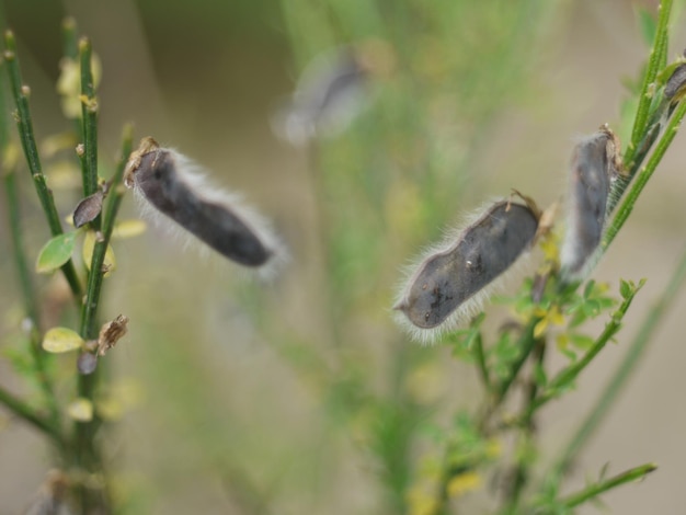 Foto close-up van vliegende insecten