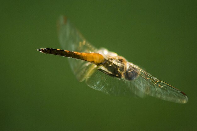 Foto close-up van vliegende insecten