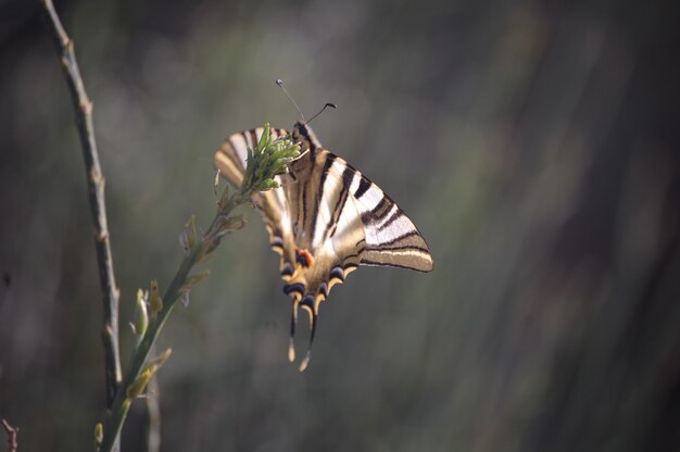 Close-up van vlinder die in de natuur vliegt