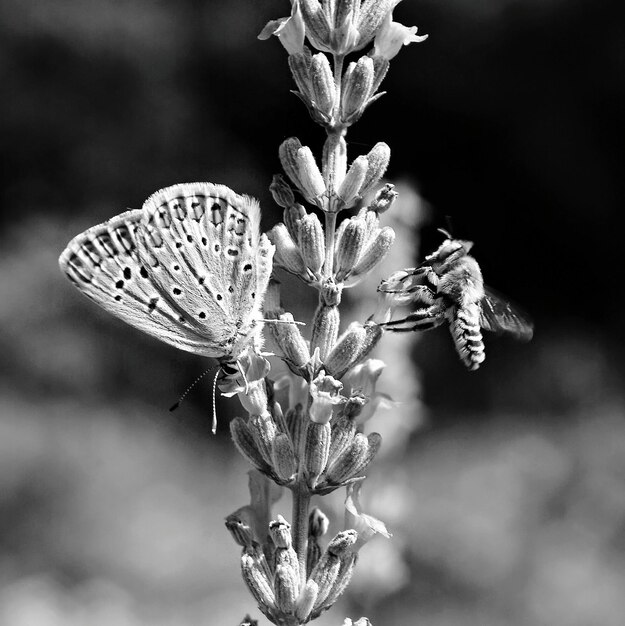 Foto close-up van vlinder en bij op bloem