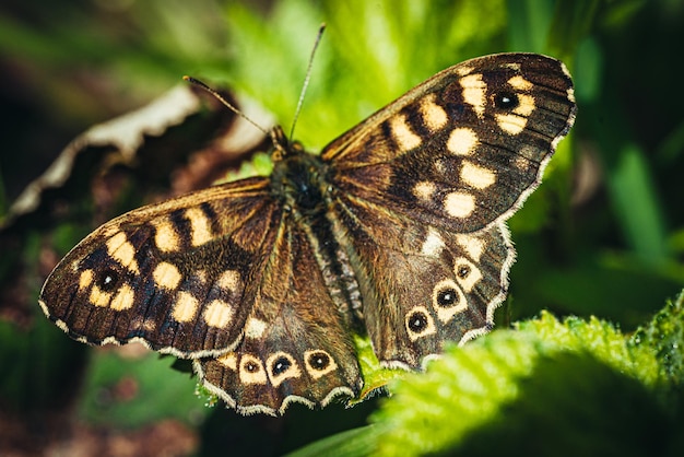 Close-up Van Vlinder Op Blad