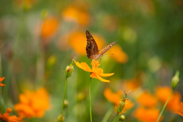 Close-up van vlinder op bloem.