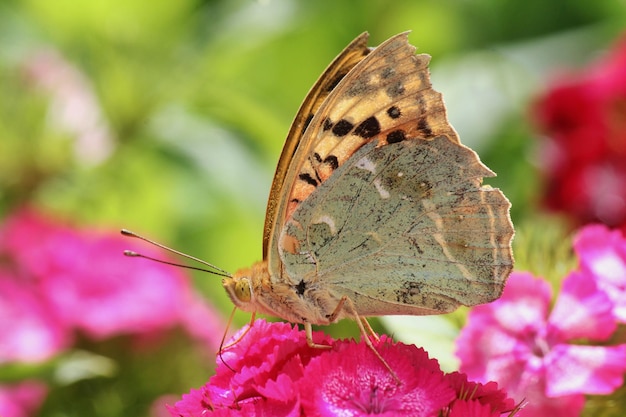 Close-up van vlinder op bloem