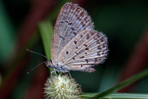 Close-up van vlinder op een takje.