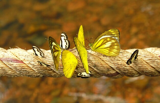 Close-up van vlinders op touw