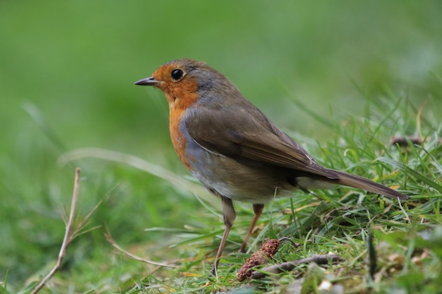 Foto close-up van vogel op grss