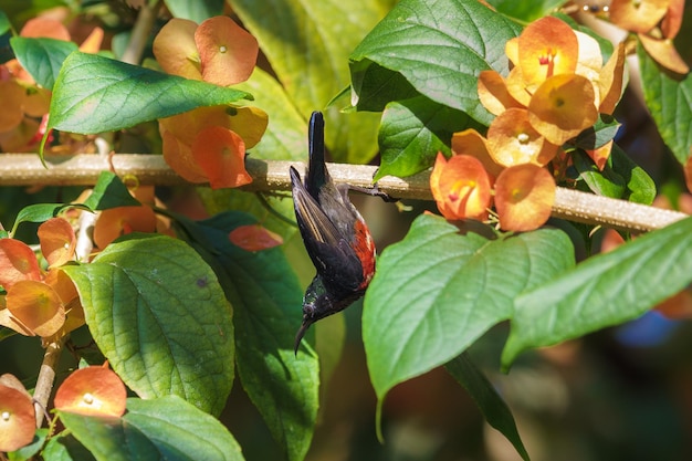 Close-up van vogel op plant