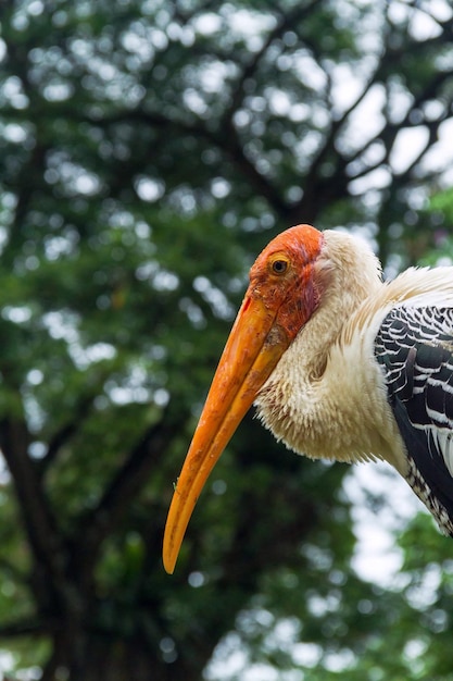 Foto close-up van vogel tegen boom