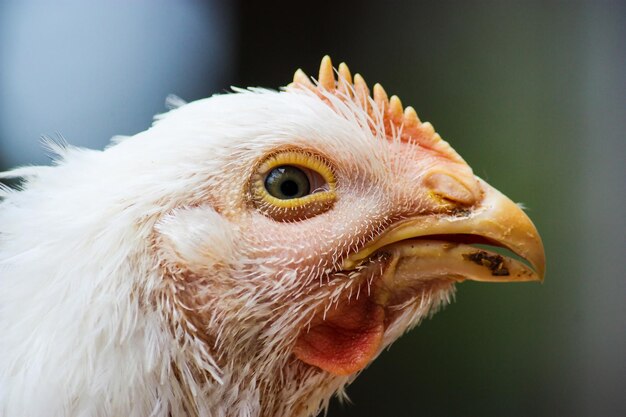 Foto close-up van vogelkippen