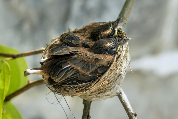 Close-up van vogels die buiten neerstrijken