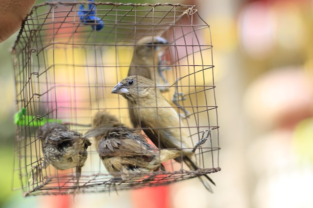 Foto close-up van vogels die in een kooi zitten