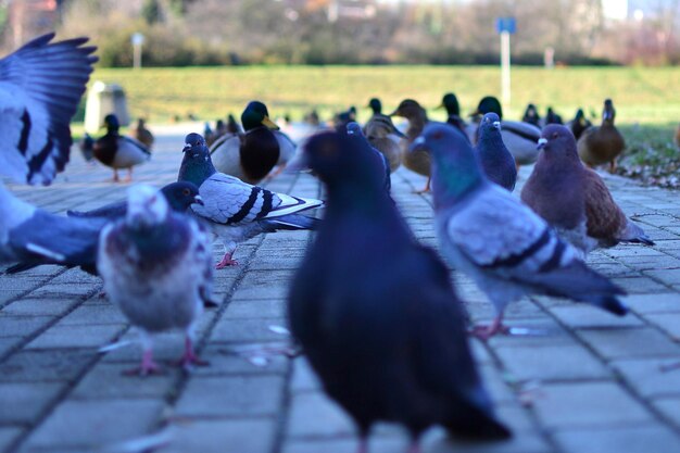 Foto close-up van vogels die op de grond zitten