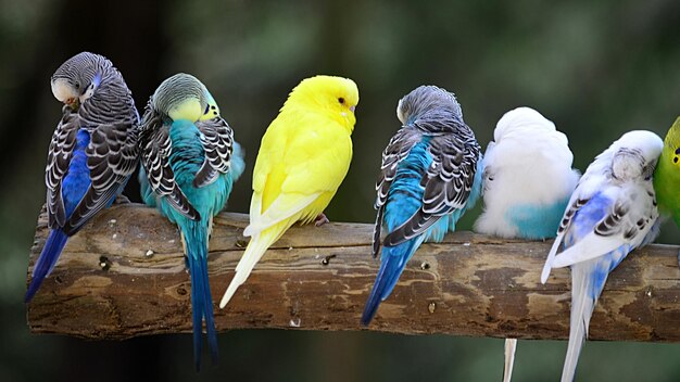 Foto close-up van vogels die op een blauwe oppervlakte zitten