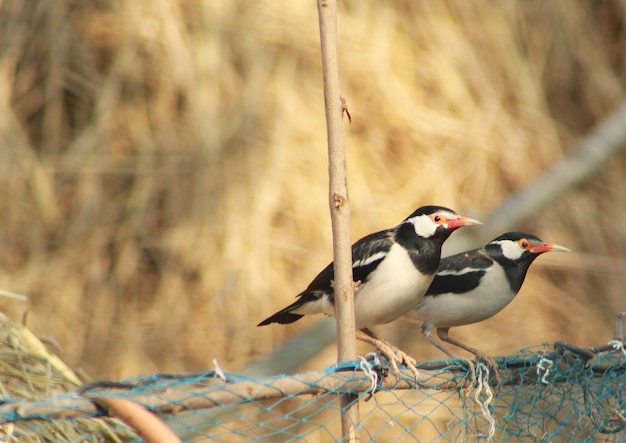 Foto close-up van vogels die op een hek zitten